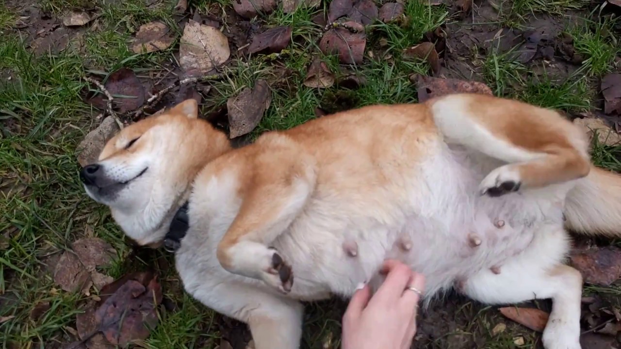 8 Weeks Pregnant Akita.jpg