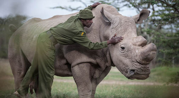 Sudan-the-northern-white-rhino-913615.jpg