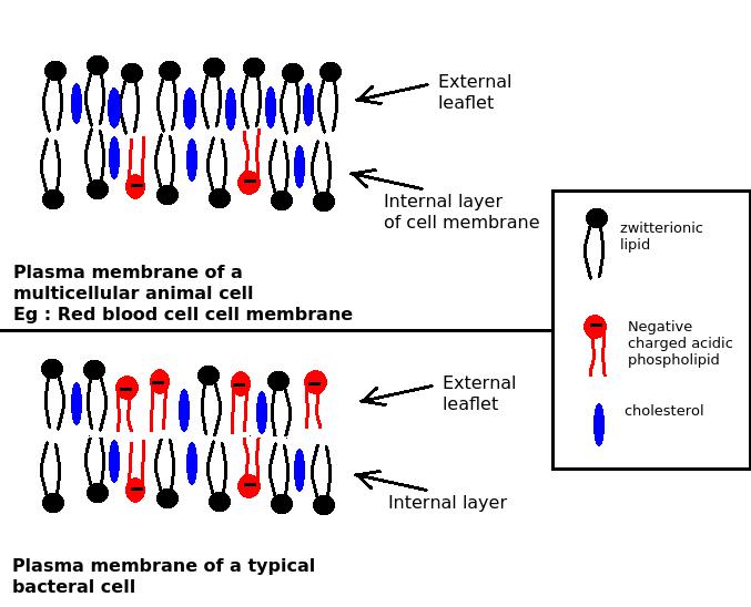 membrane_composition.jpeg