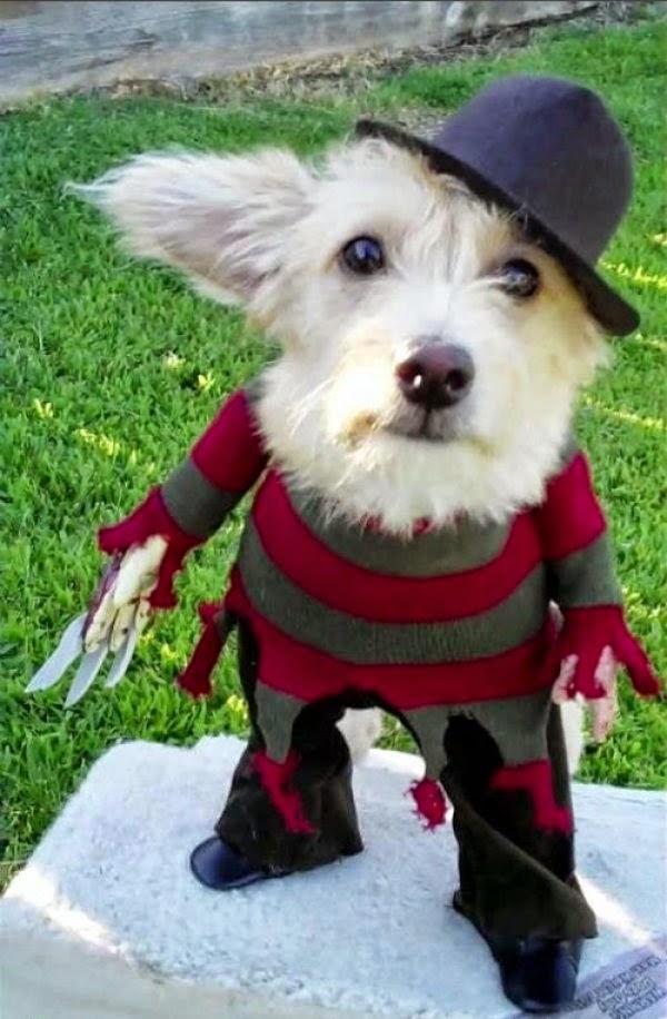 Freddy-Kruger-Dog-Costume.jpg