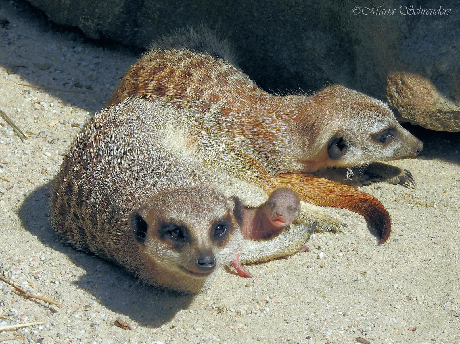 meerkat_with_young_one_by_maria_schreuders-dbjiva6.jpg