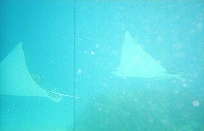 13 Spotted eagle rays - Looe Key.jpg