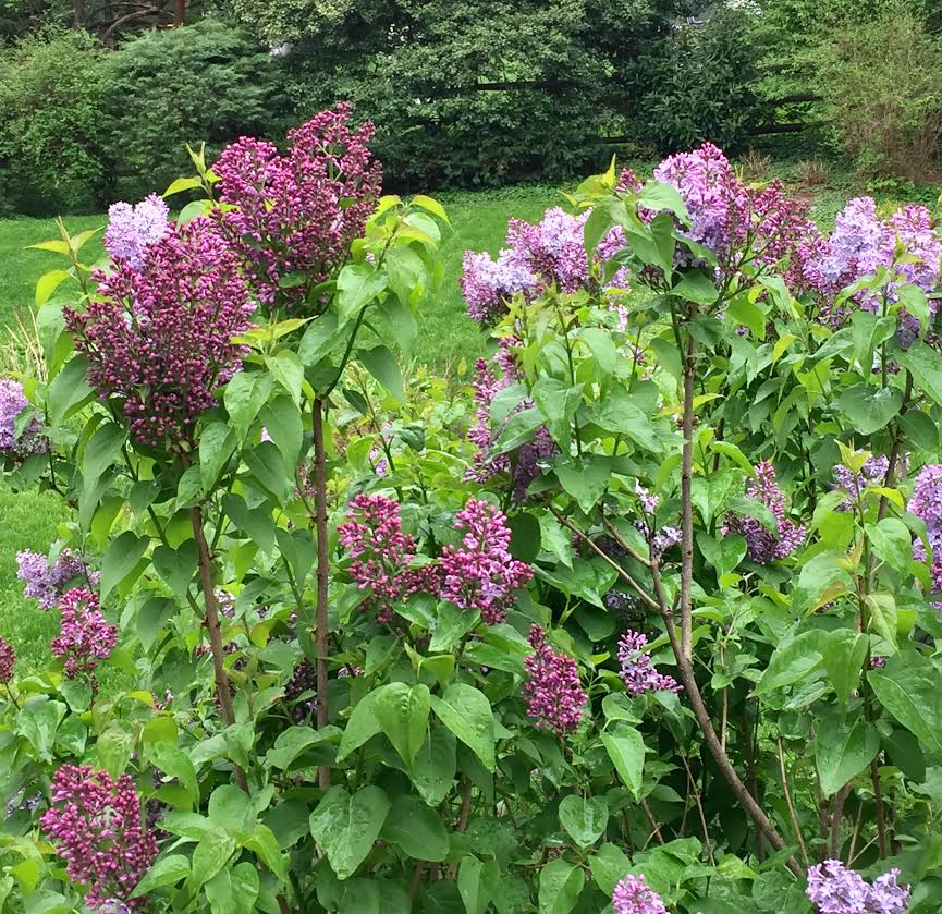 lilacs in bloom.jpg