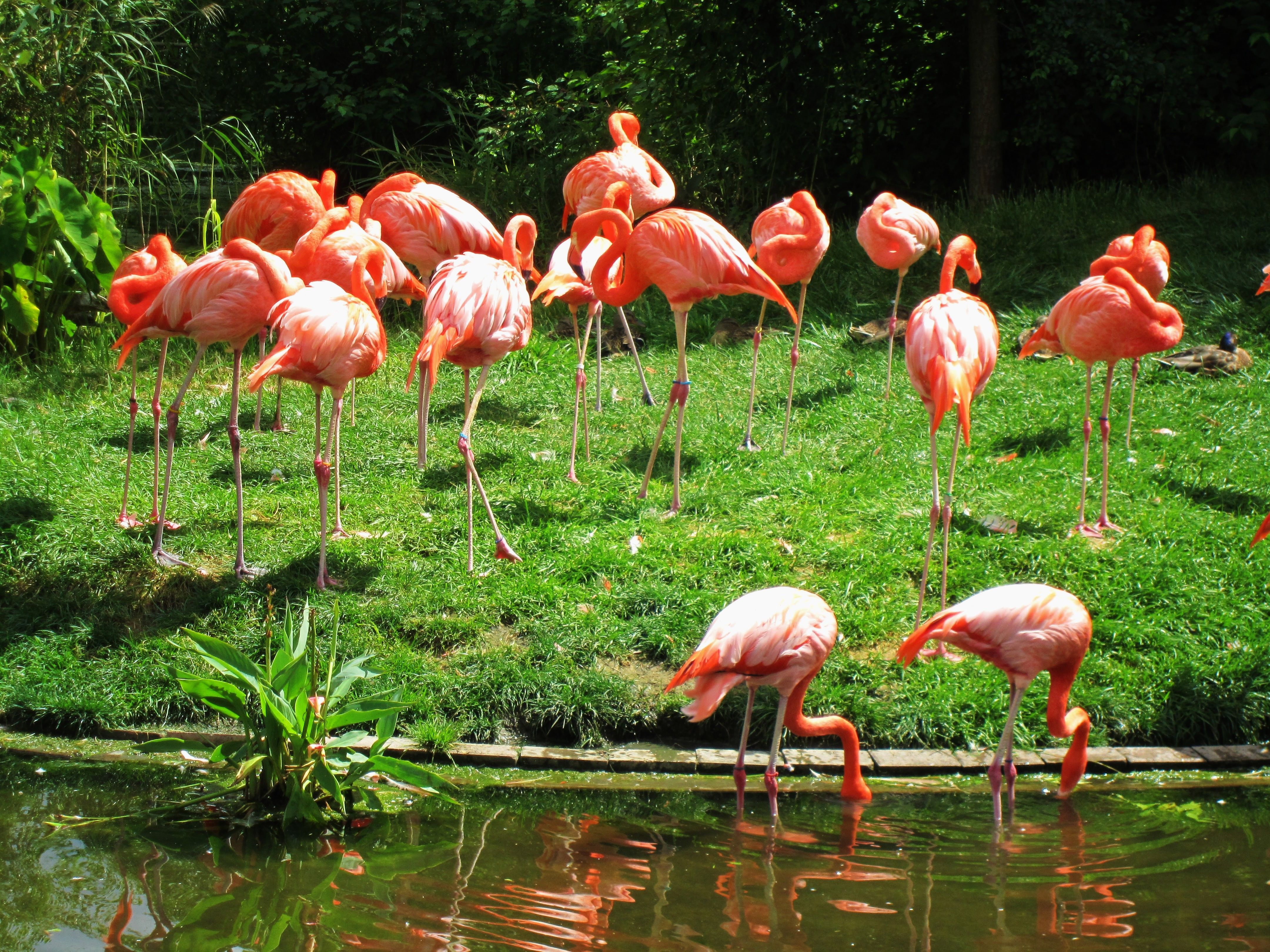 Toronto Zoo August 1st 2013 102.jpg