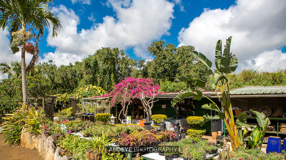 Vaneron-Garden-Center-Mauritius-5D3A9558.jpg