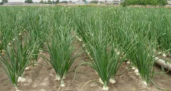Onion-Cultivation.jpg