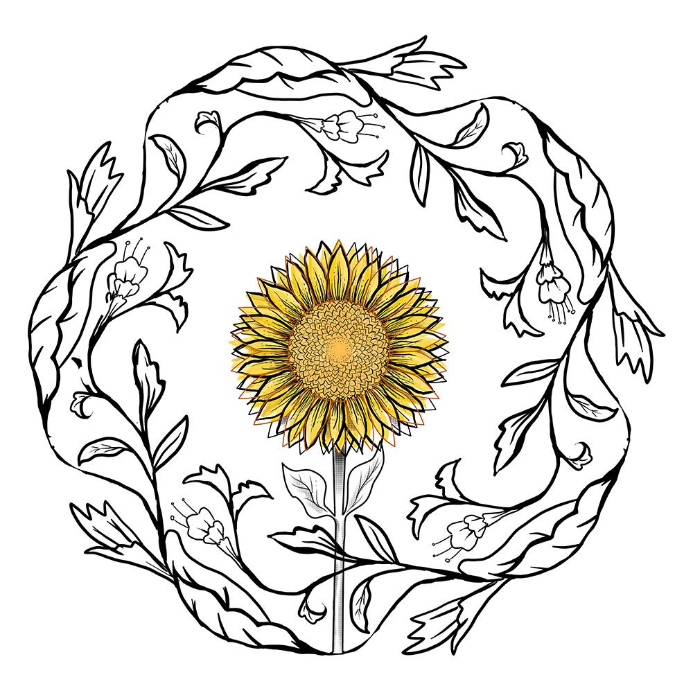 sunflower.jpg