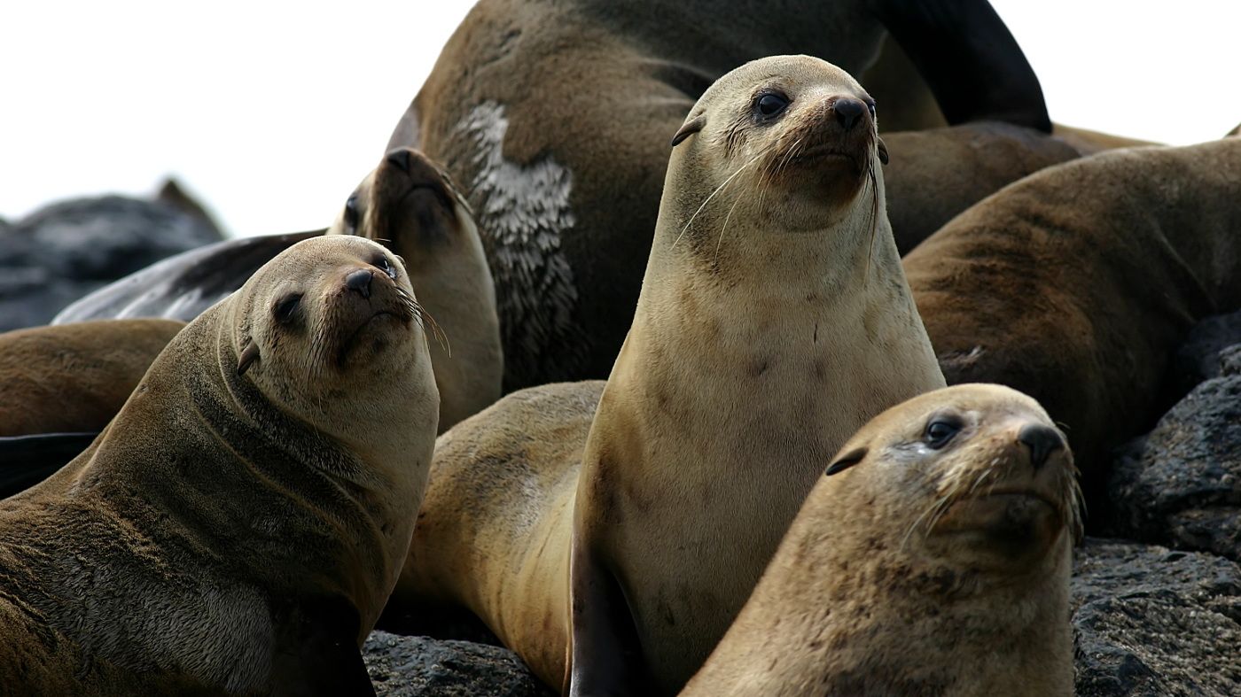 Australian Fur Seal Bull Rock Stanley Tas n2.jpg