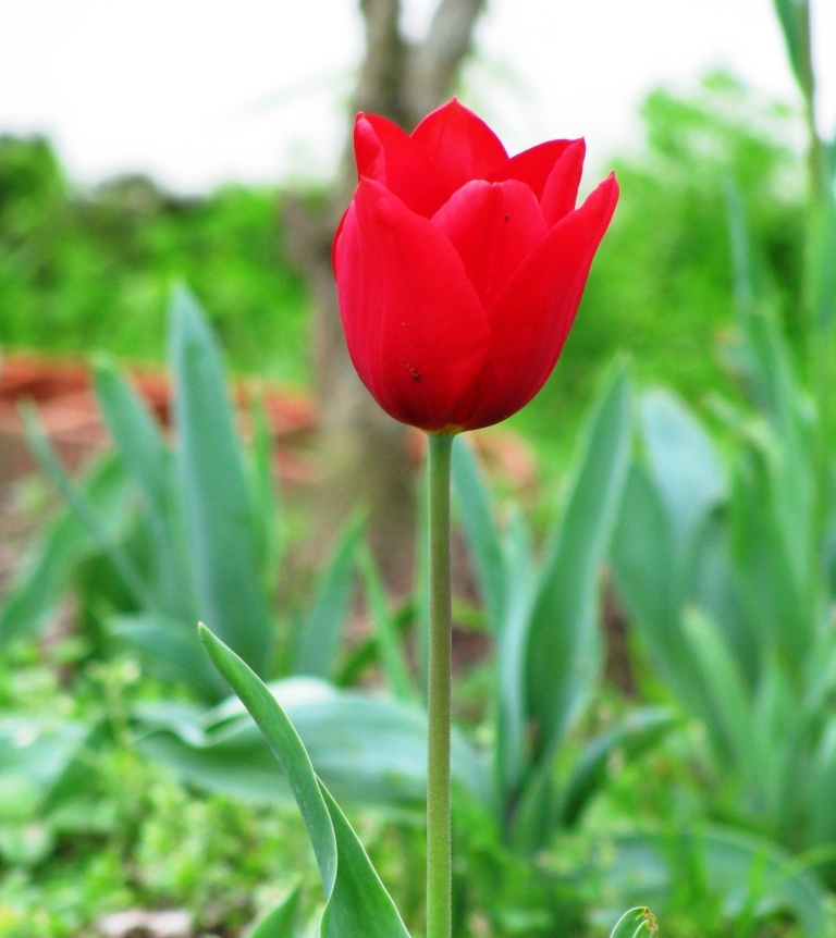 tulipa.JPG