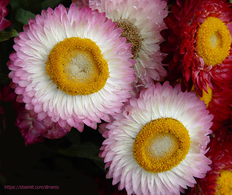 flowers01.jpg