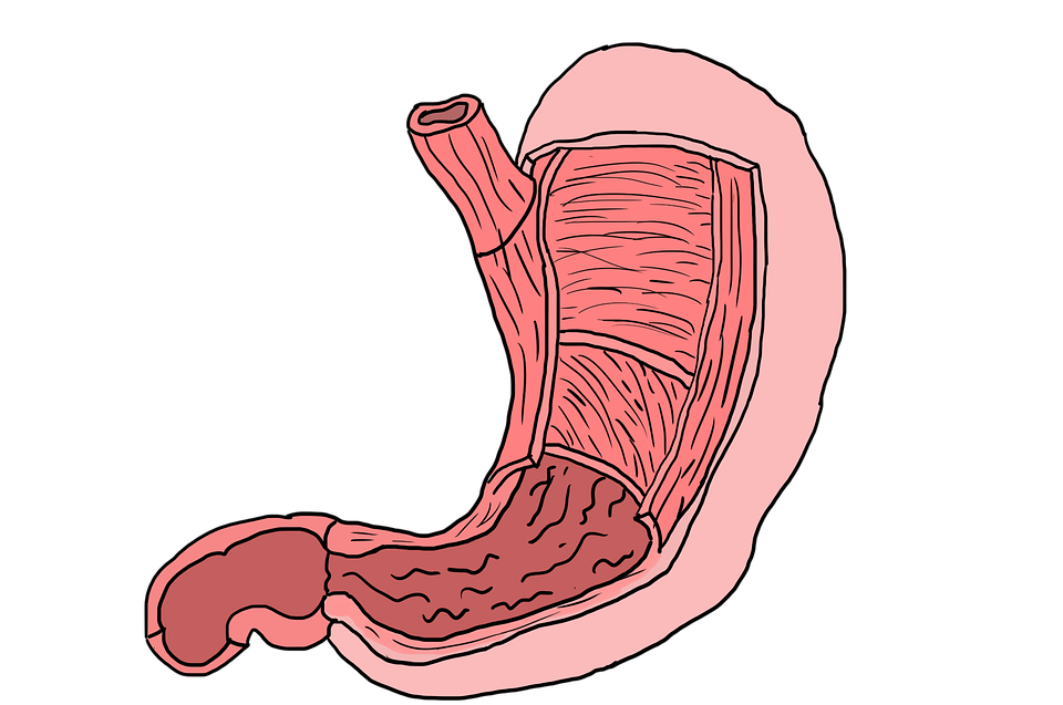 stomach-3329346_960_720.png