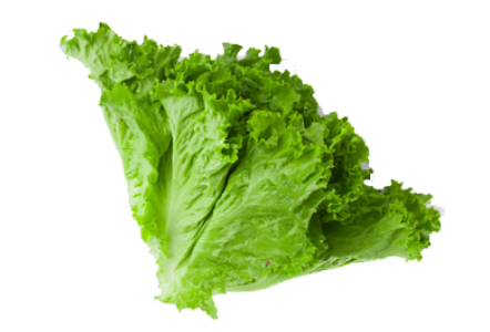 Letuce.png