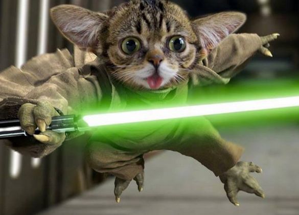 cat yoda.jpg