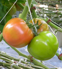 tomatoes3onvine.jpg