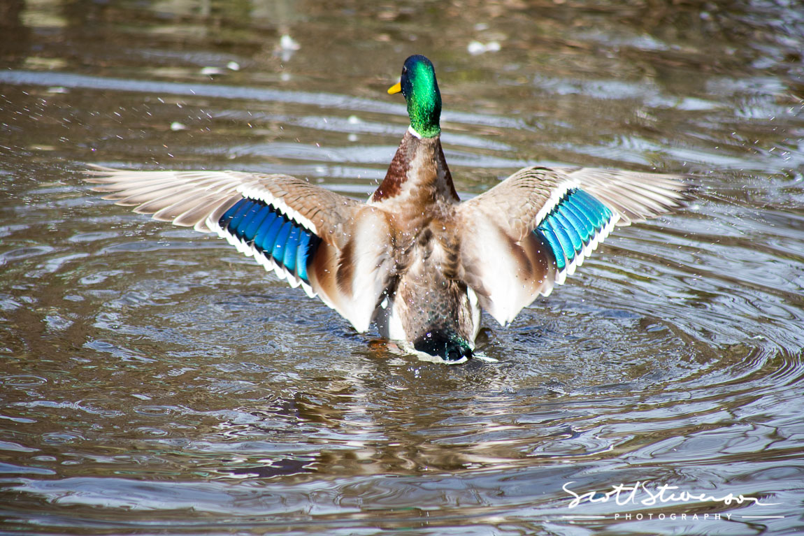 Mallard-5.jpg