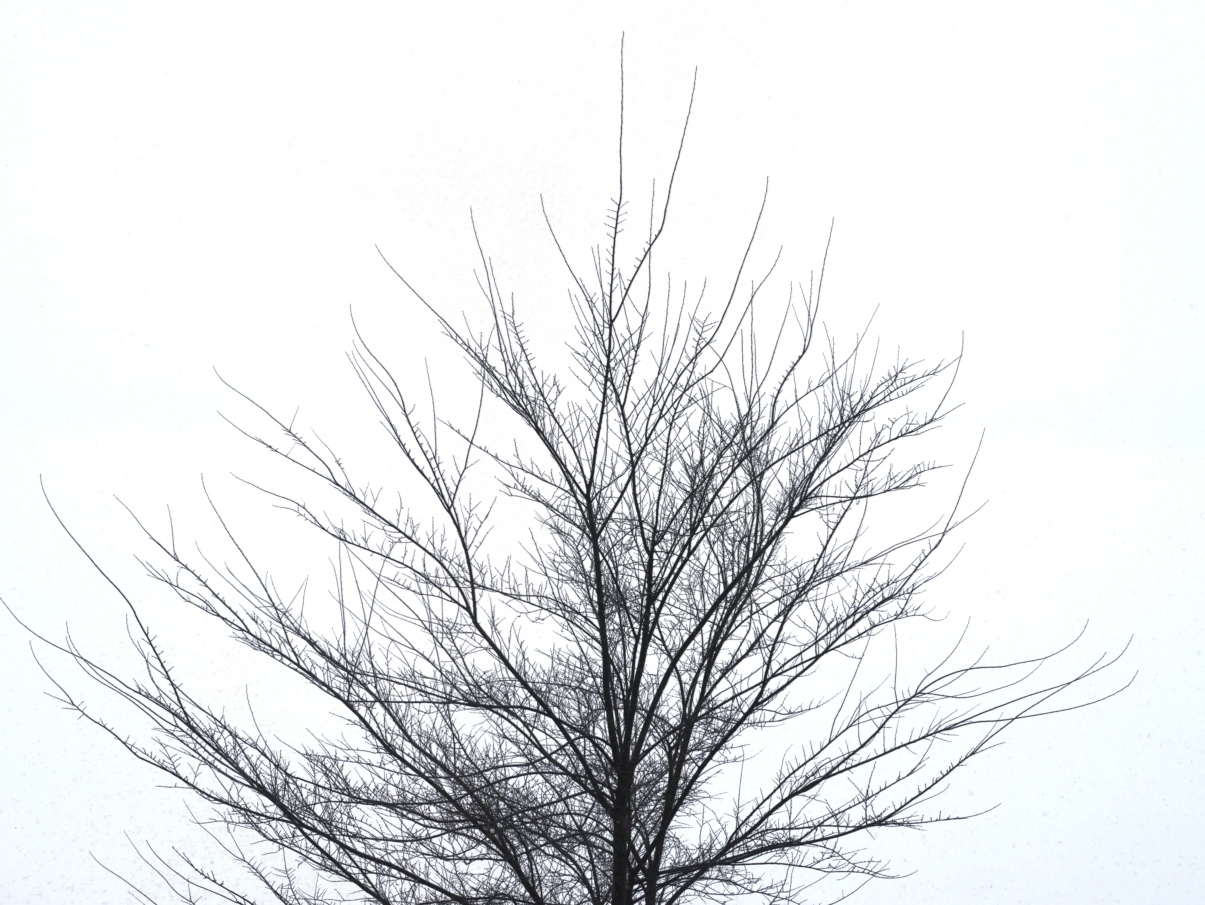 new tree2.png