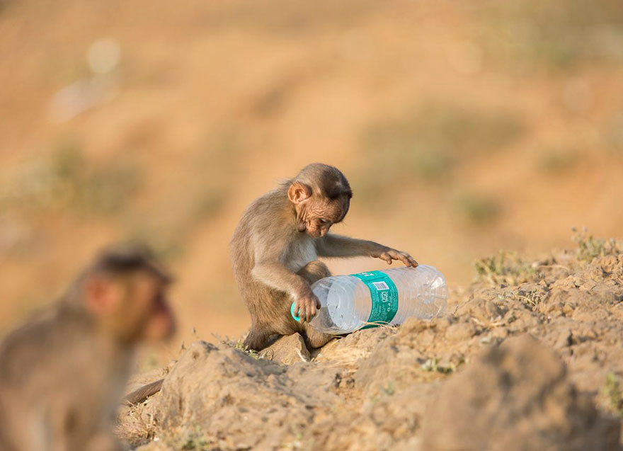 plastic-crisis-impact-on-wildlife-national-geographic-june-issue-cover-11-5afd84b459342__880.jpg