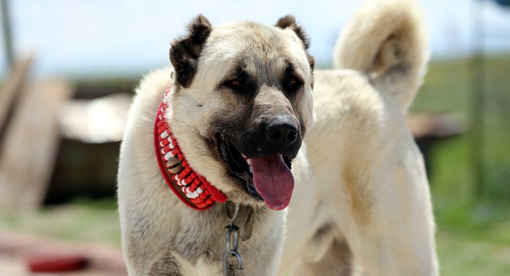 are kangal dogs dangerous