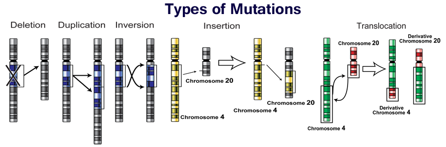 types of mutation.png