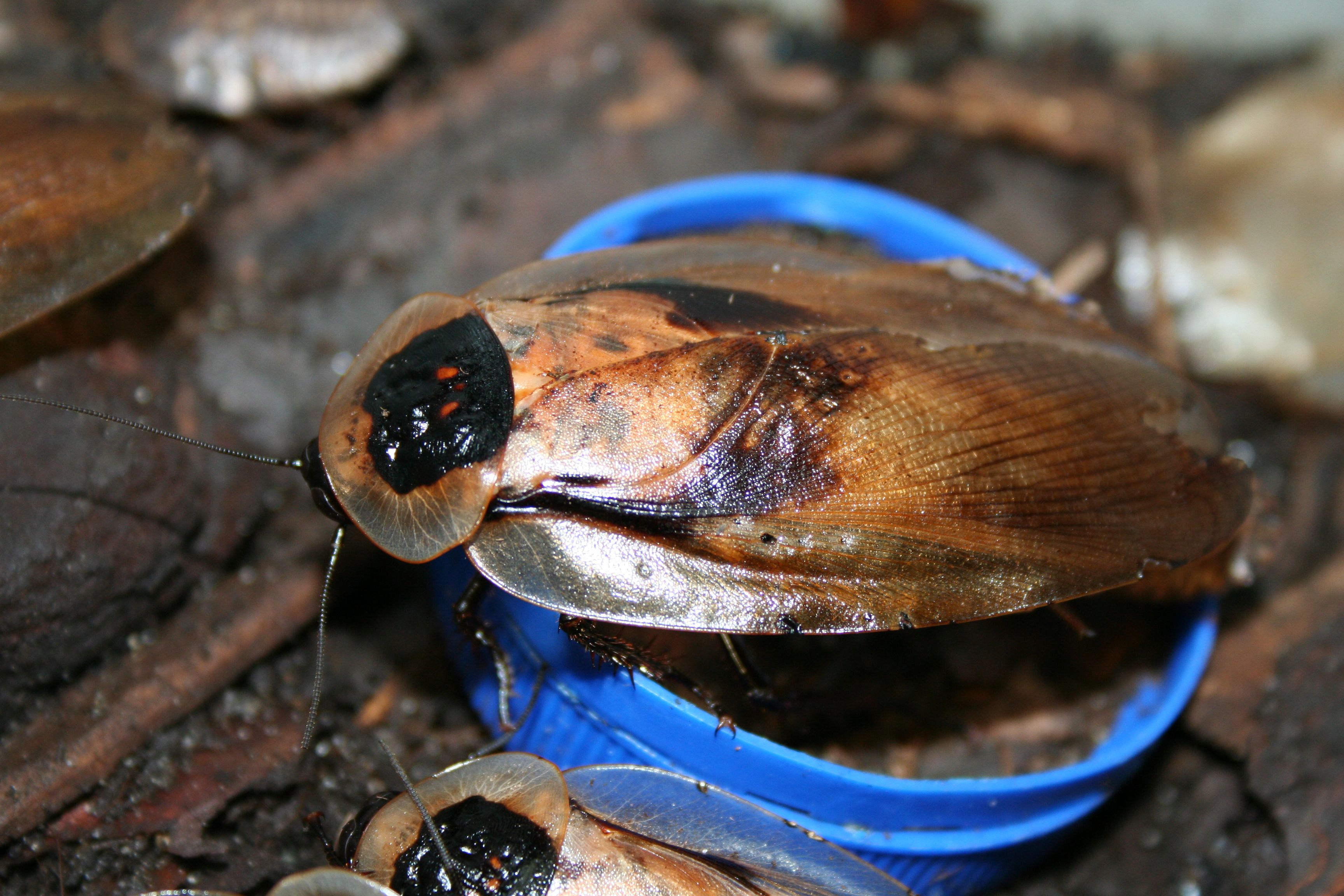 Foto_2 Blaberus sp..JPG