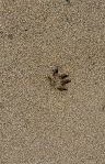 sand cat foot mark.jpg