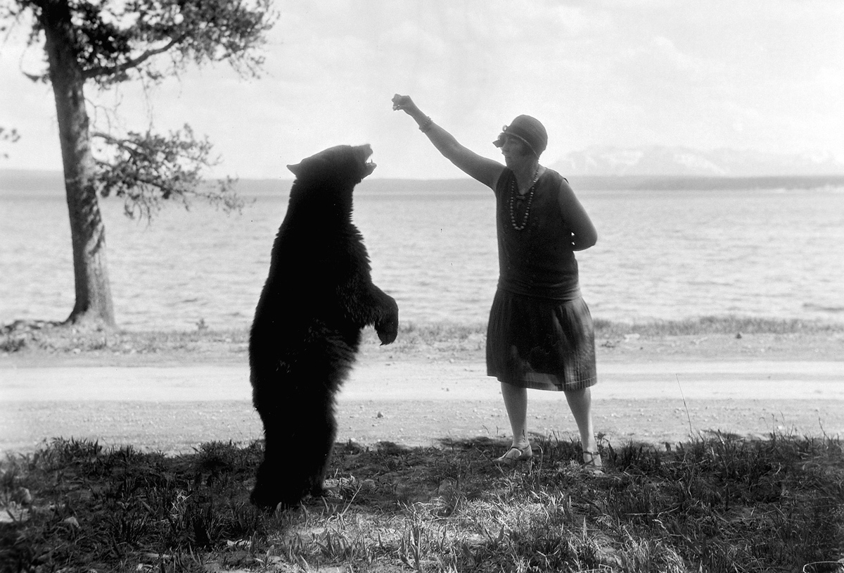 A brave flapper feeds a bear.jpg