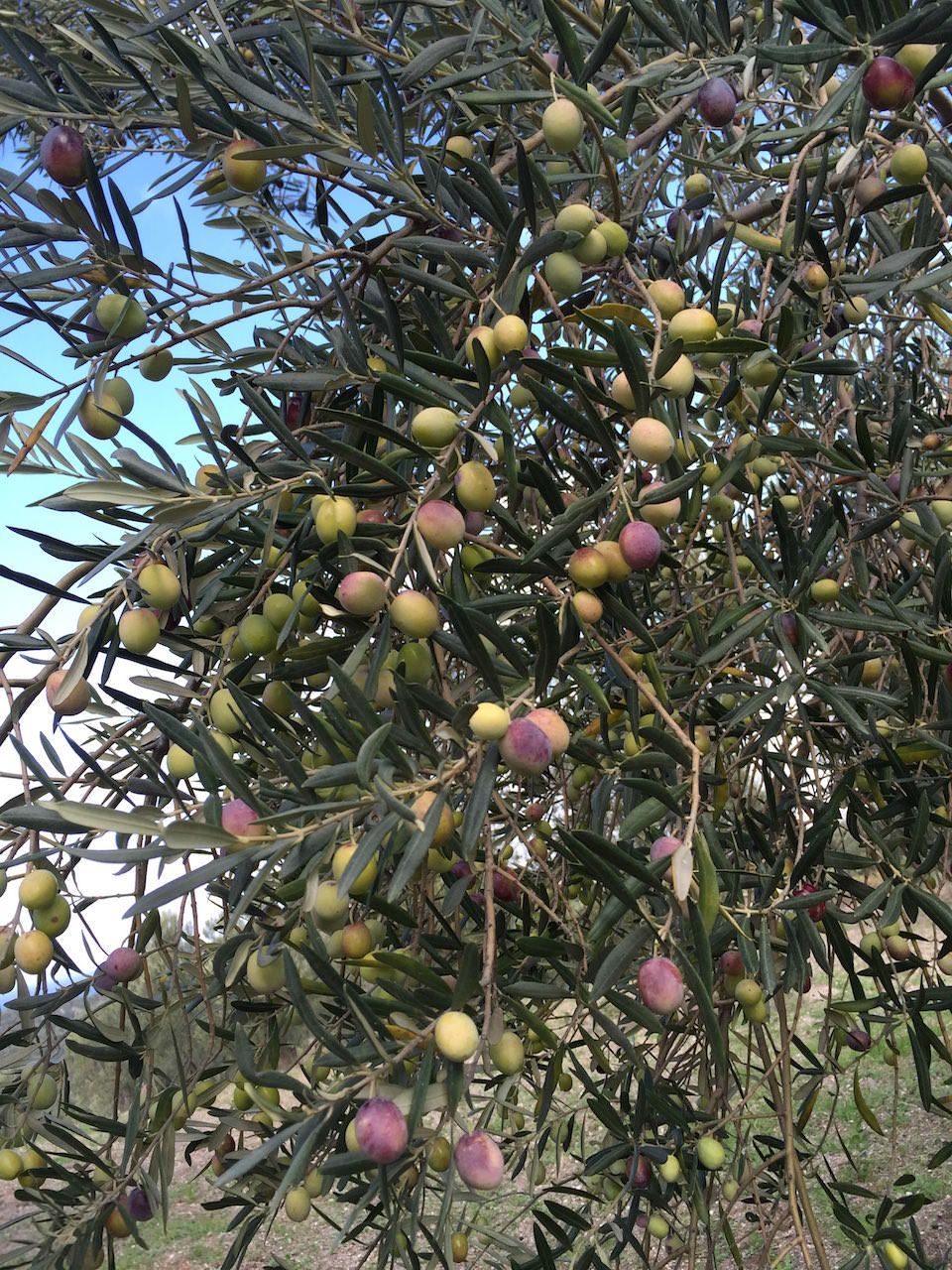 Zeytin2_960.jpg