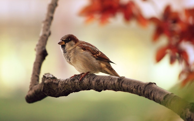 sparrow-tree-branch-bird-87451.jpeg