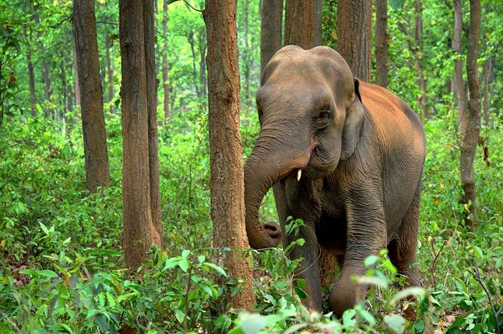 elephant-2405757__480.jpg