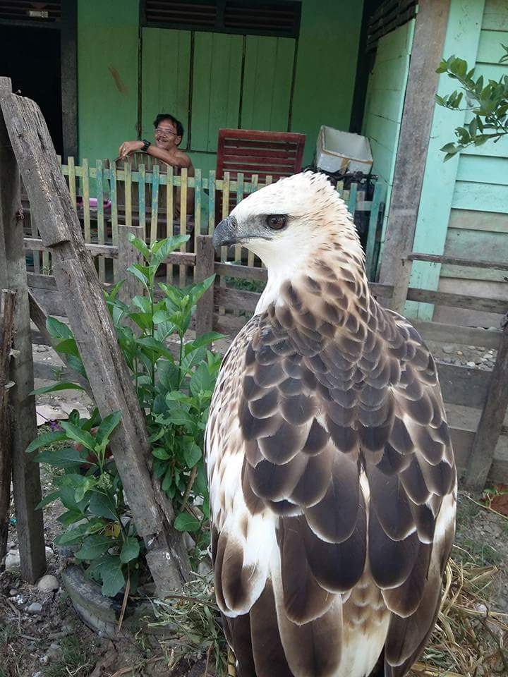 Burung Elang Jinak Steemit