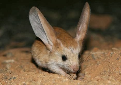 Long-eared Jerboa.jpg