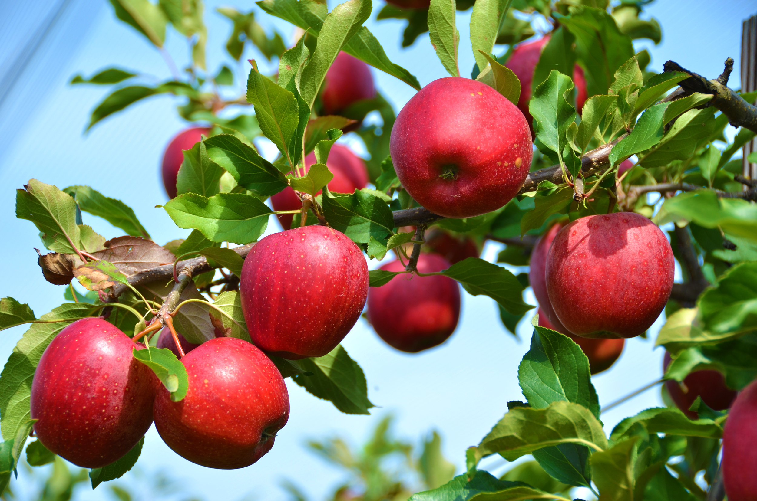apples-on-branch.jpg