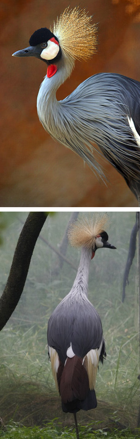 La grulla coronada africana.jpg