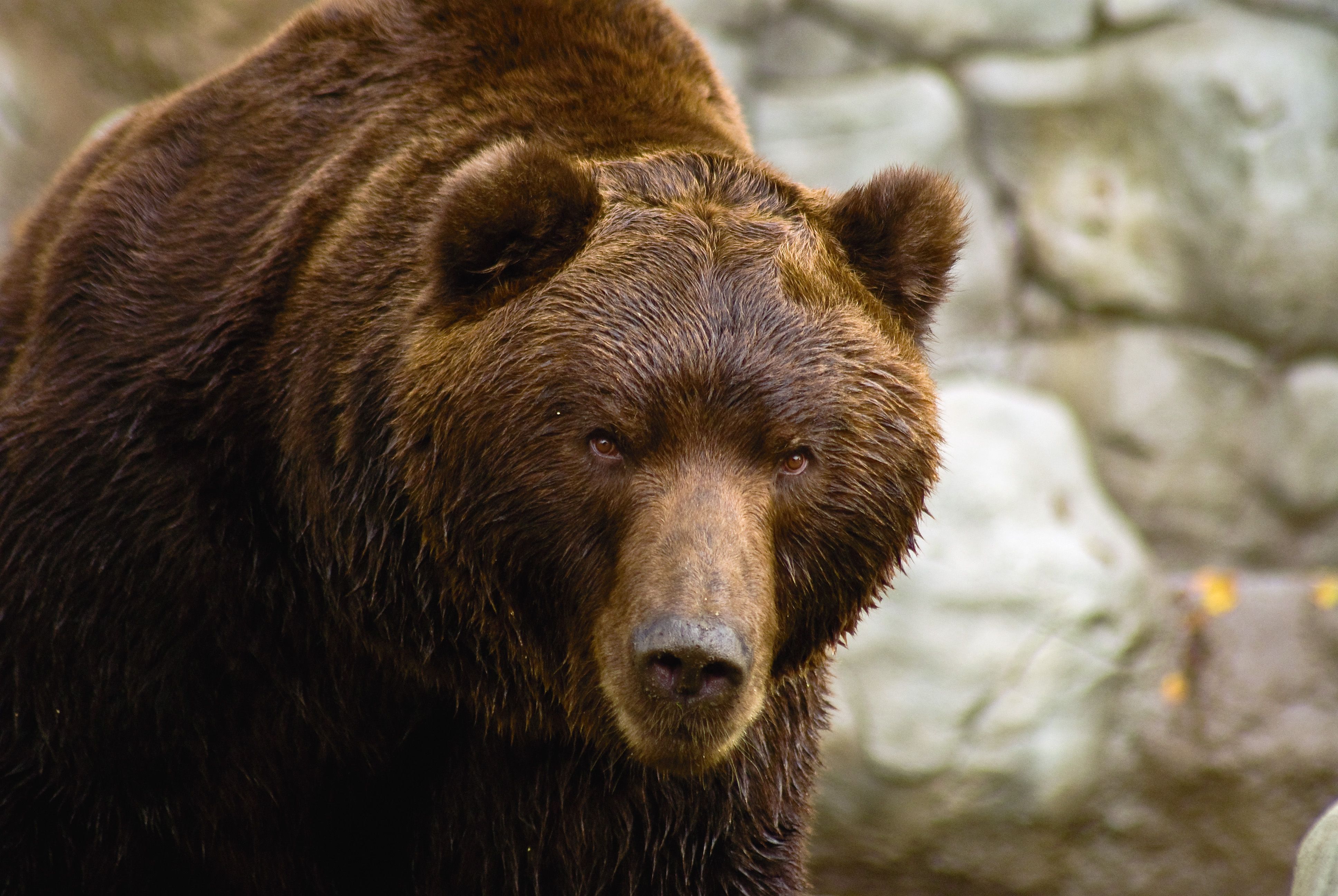 bear.jpg