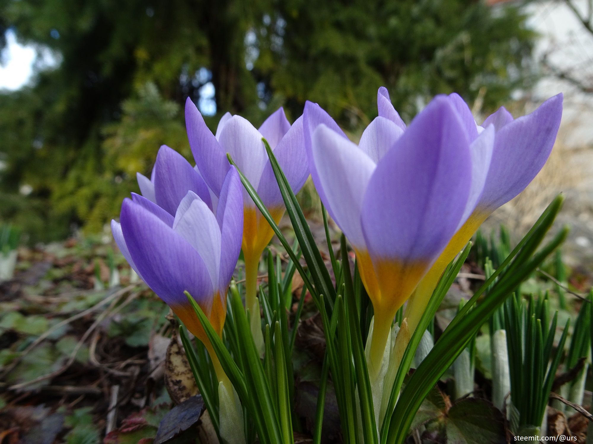 crocus 2.jpg