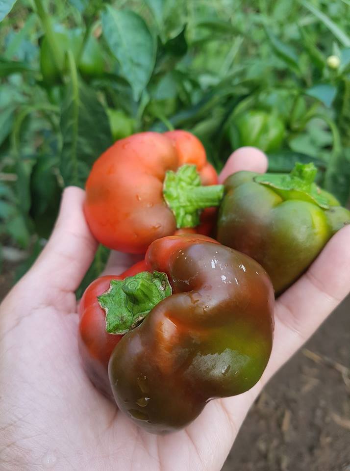 Bell Peppers 2.jpg