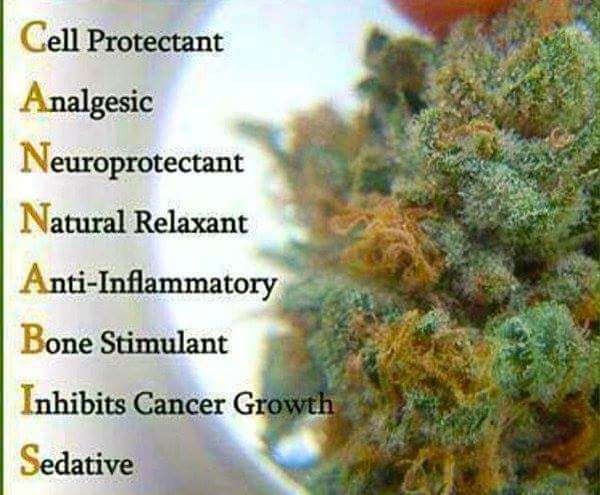 Cannabis2.jpg