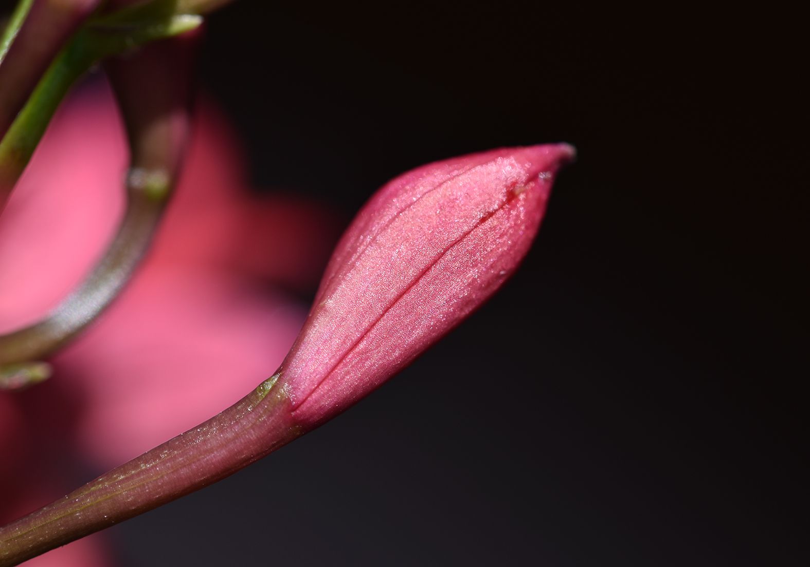 Epidendrum ibaguense bud.jpg