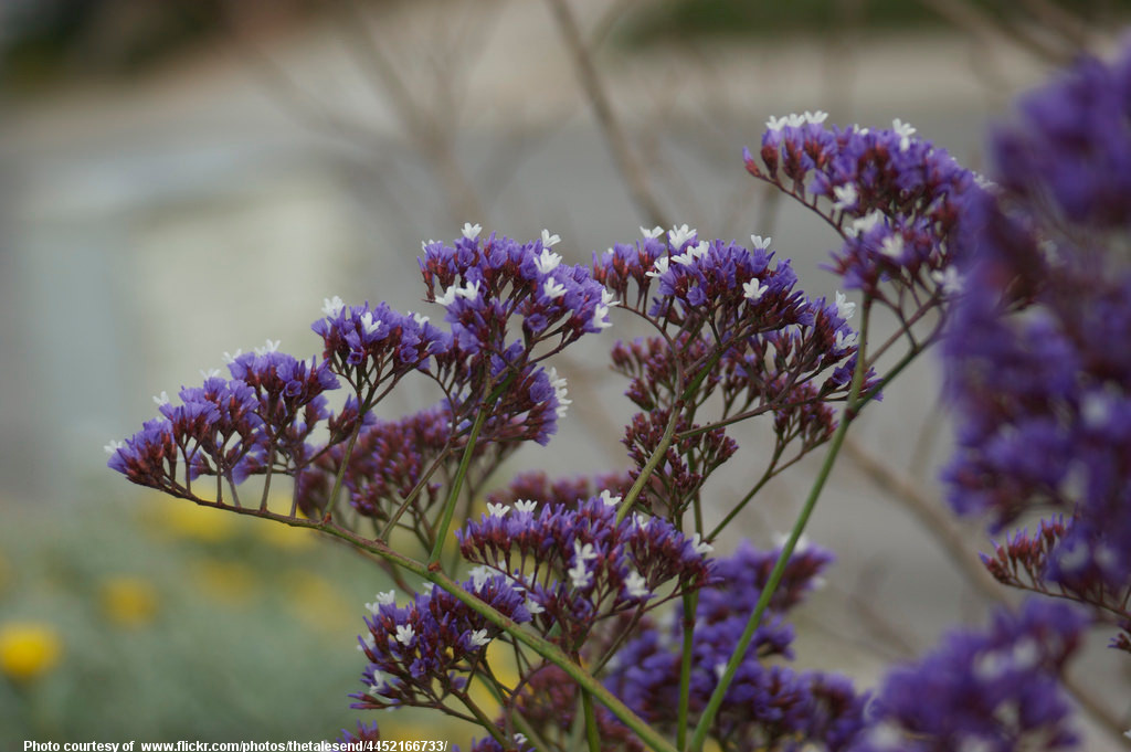 PurpleWildflowers-002-032418.jpg