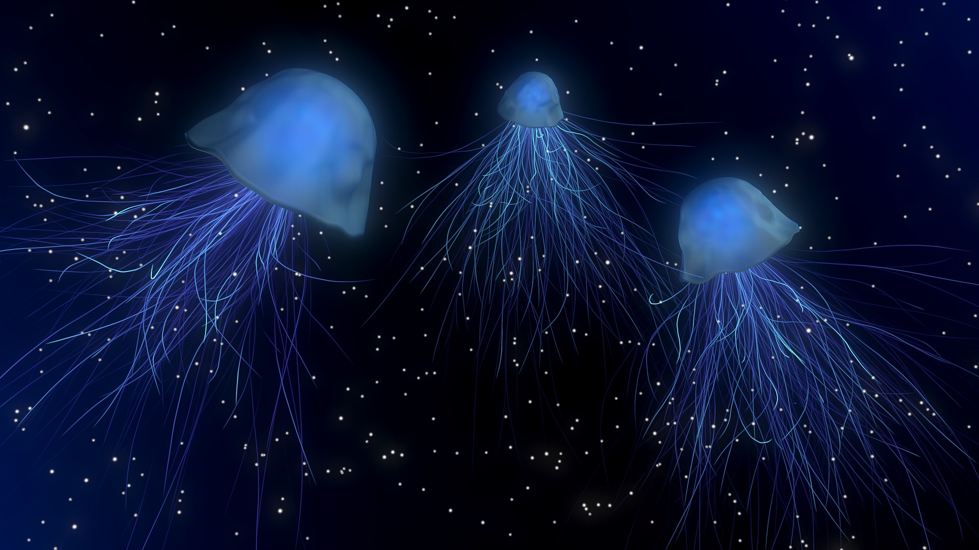 jellyfish-1730018_1920.jpg