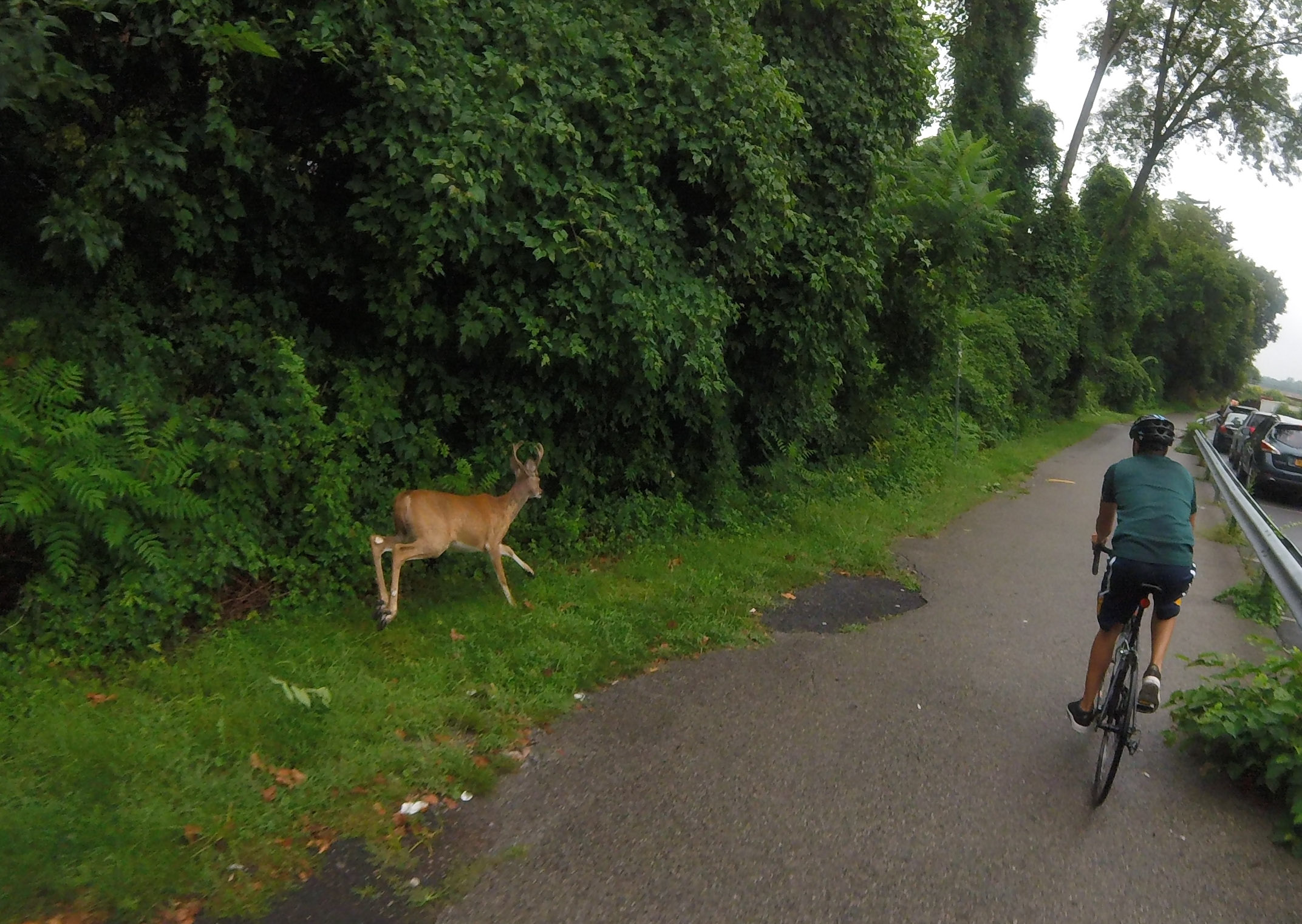 deer_bike_ride.jpg