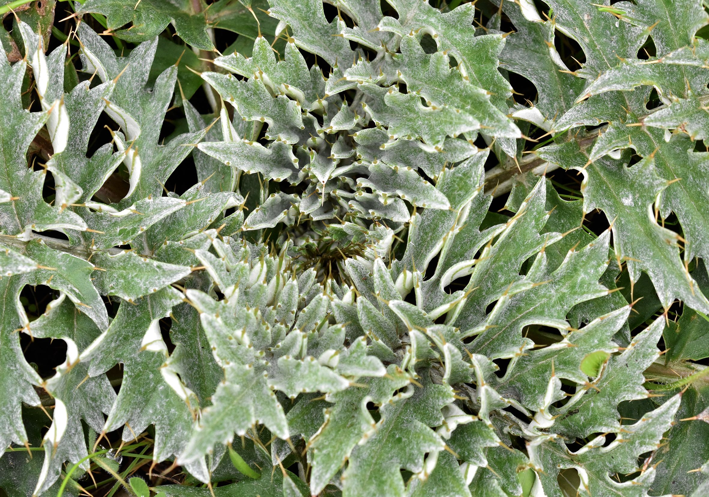 Spiky leaves 3.jpg