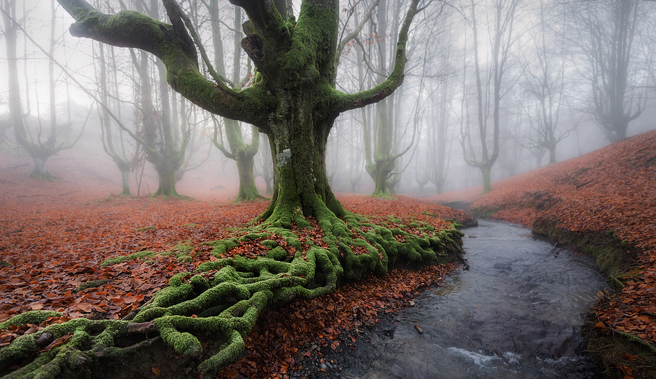 Otzarreta-forest-near-of-Vitoria-city-in-the-north-of-Spain.jpg