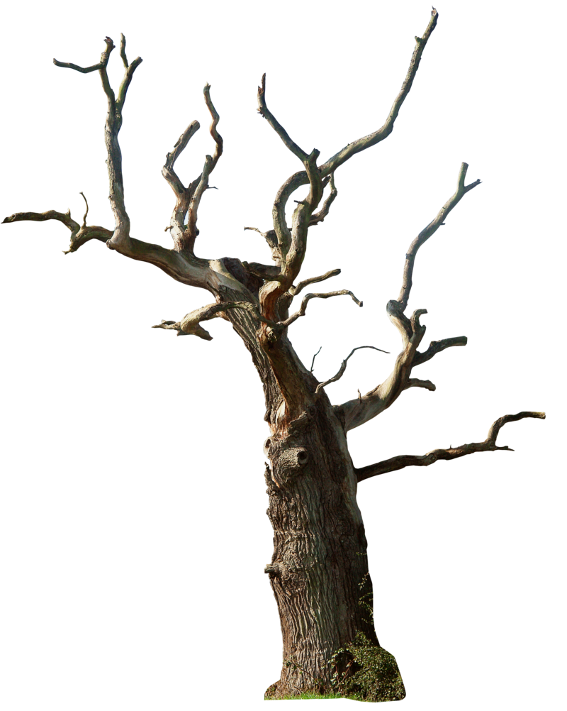 dead_tree_02_png_by_gd08-d4s7iiz.png