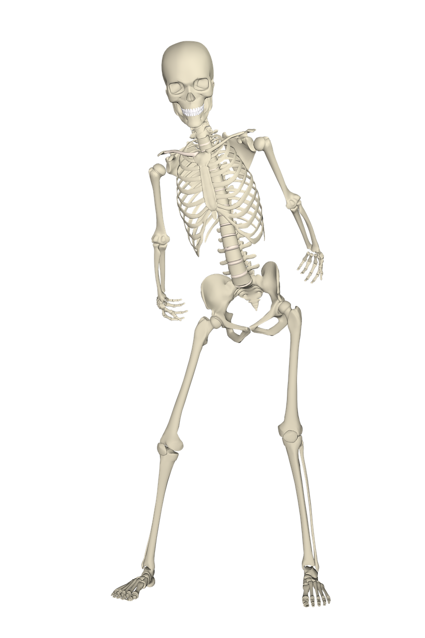 skeleton-1654869_1280.png