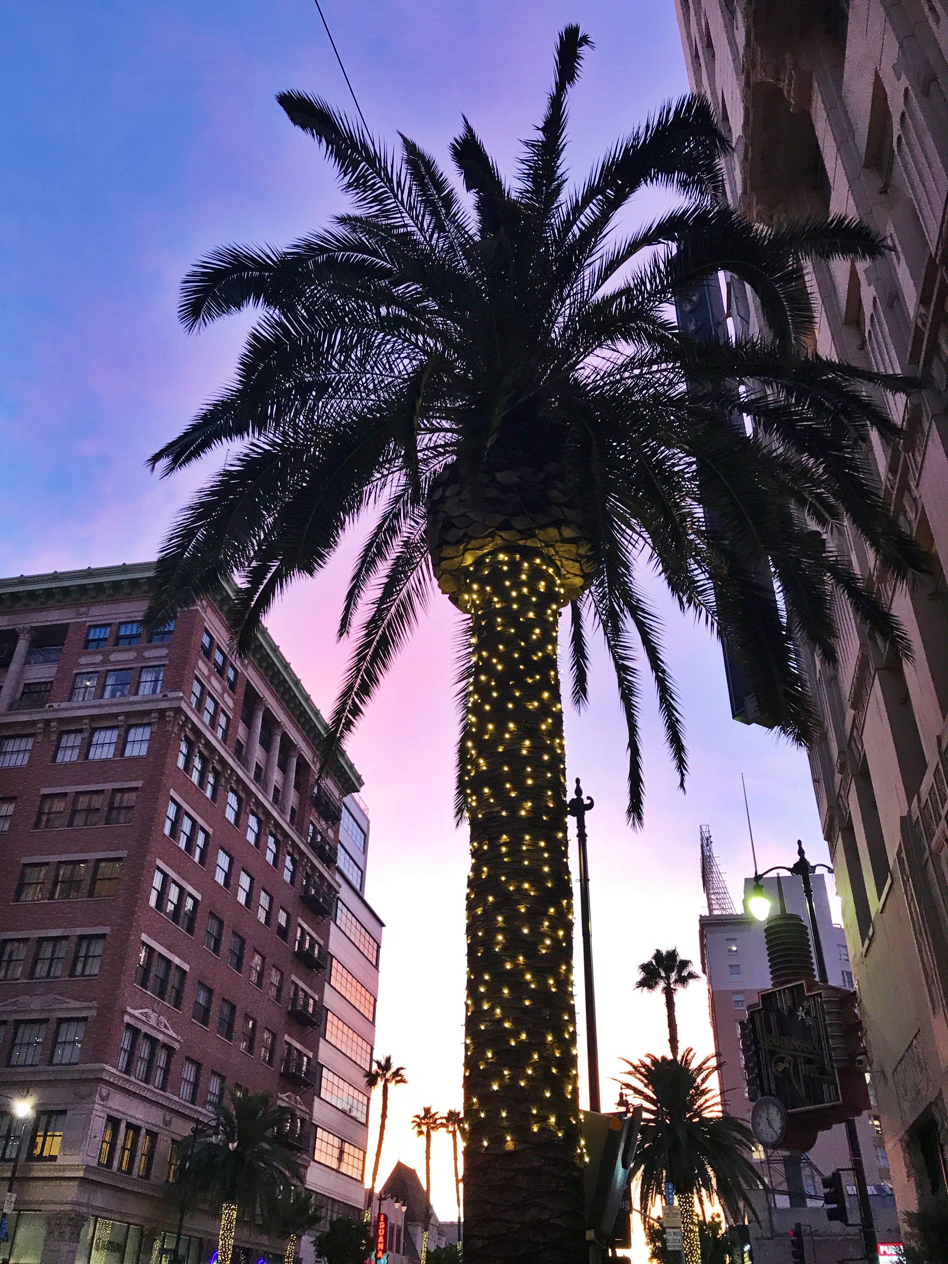 PalmTreeLights.JPG