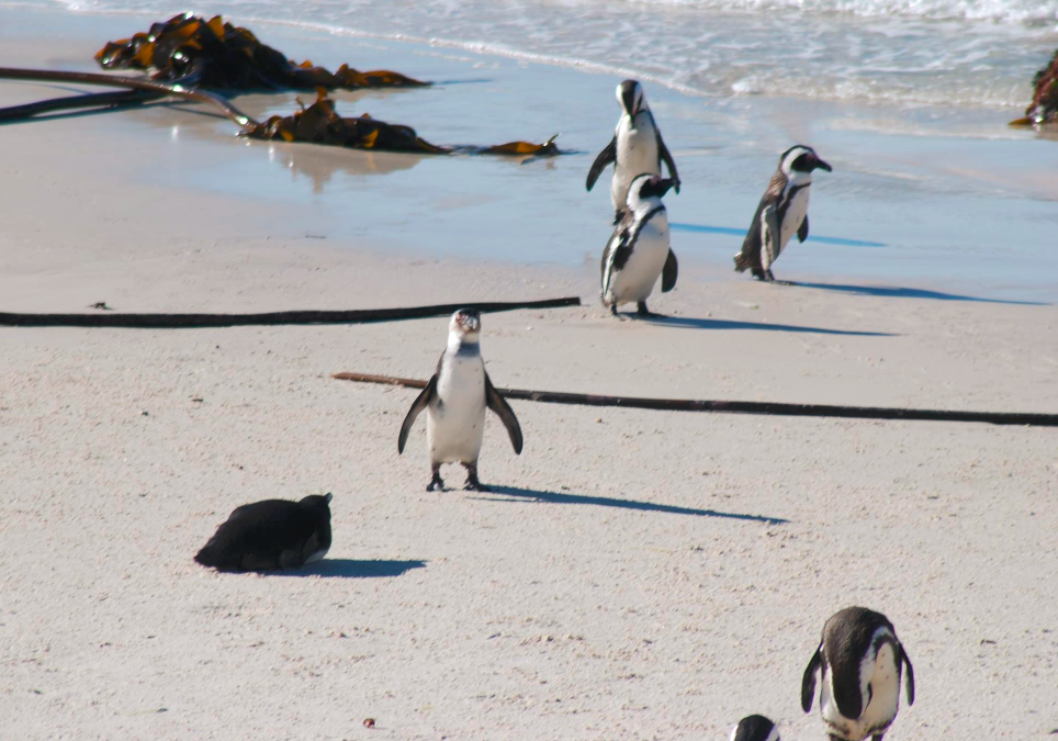 Penguin on Sea Beach.png