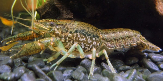 th_1cce678baa2865fe866ba90e481edd63_Marbled-crayfishPress.jpg