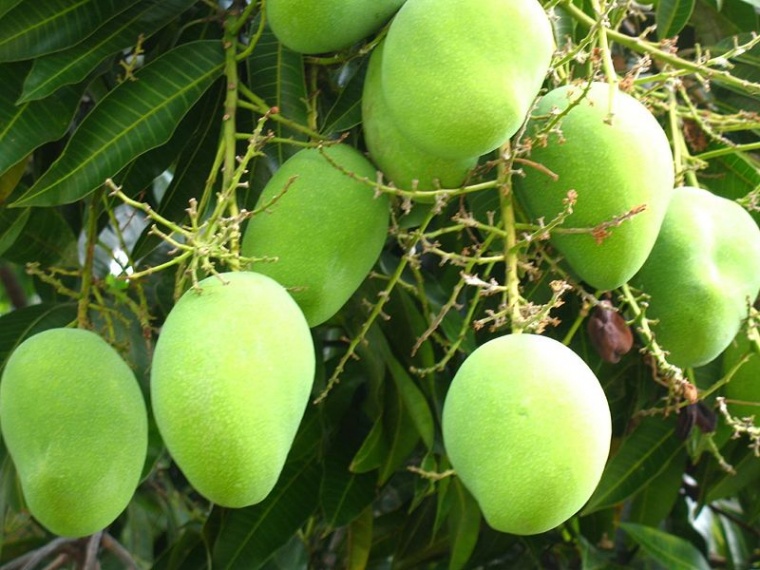 mangga-muda-760x570.jpg