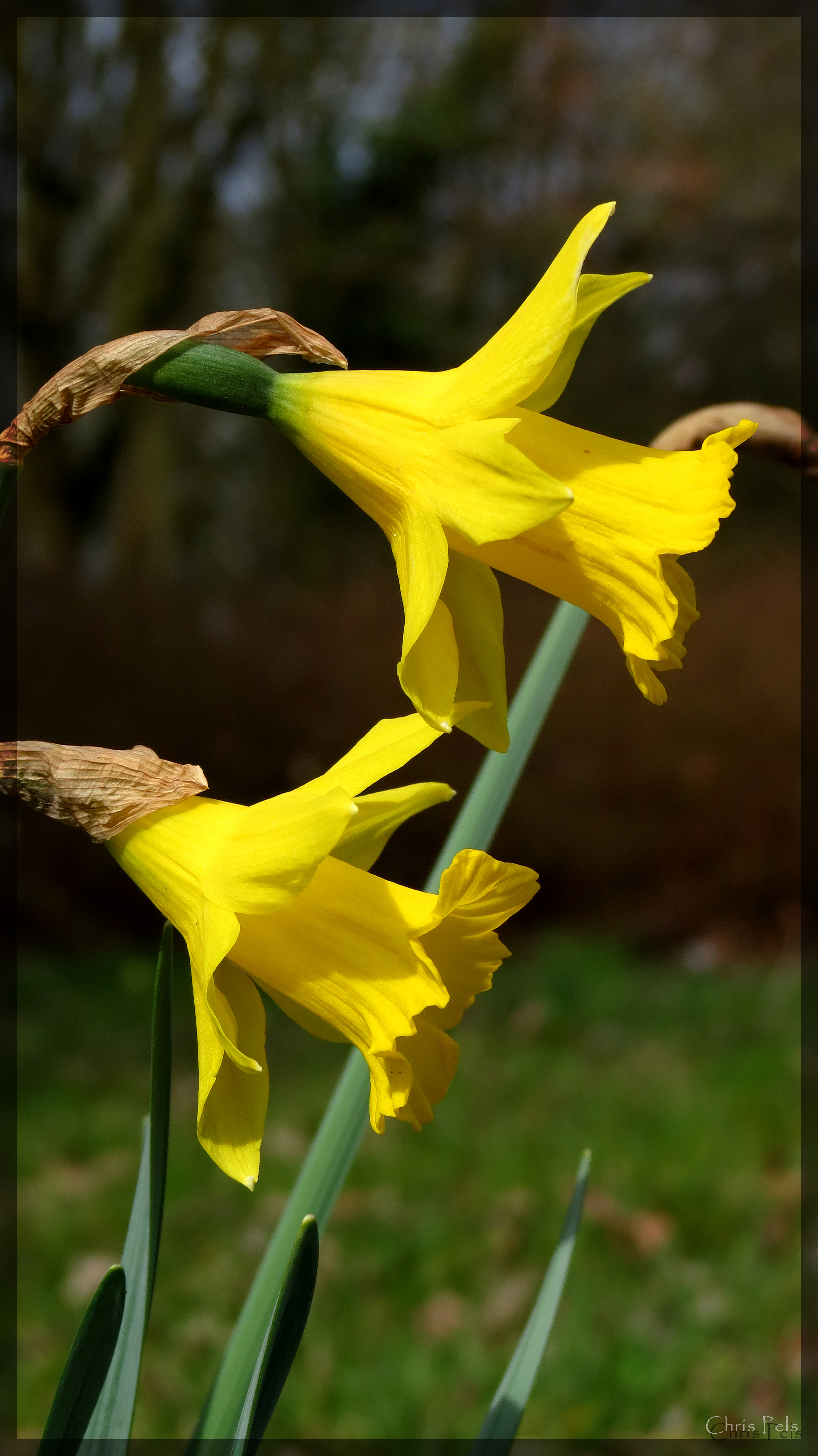 wild daffodil.jpg